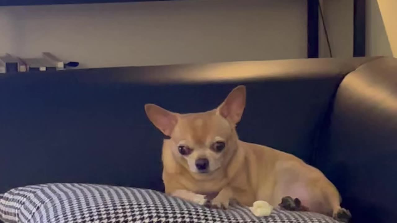 Chihuahua eating chewing gum