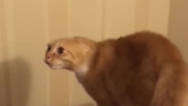 The funny cat video