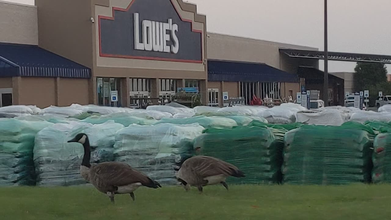 Look at all these geese