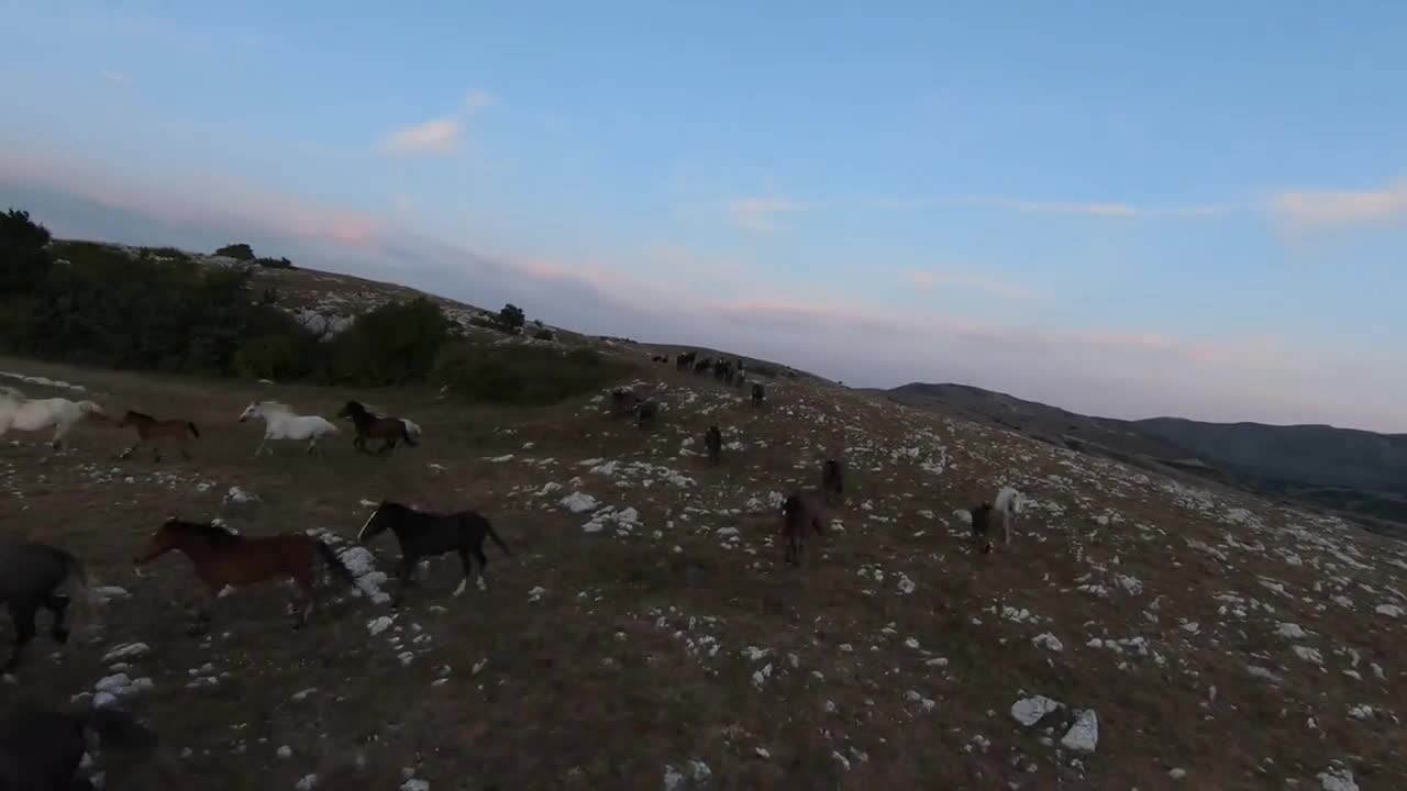 low key Aerial fpv drone shot of a herd of wild horses running on a green spring field at the sunset