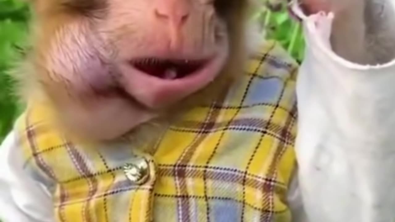 Best Funny Animal Videos of the year (2023), funniest animals ever