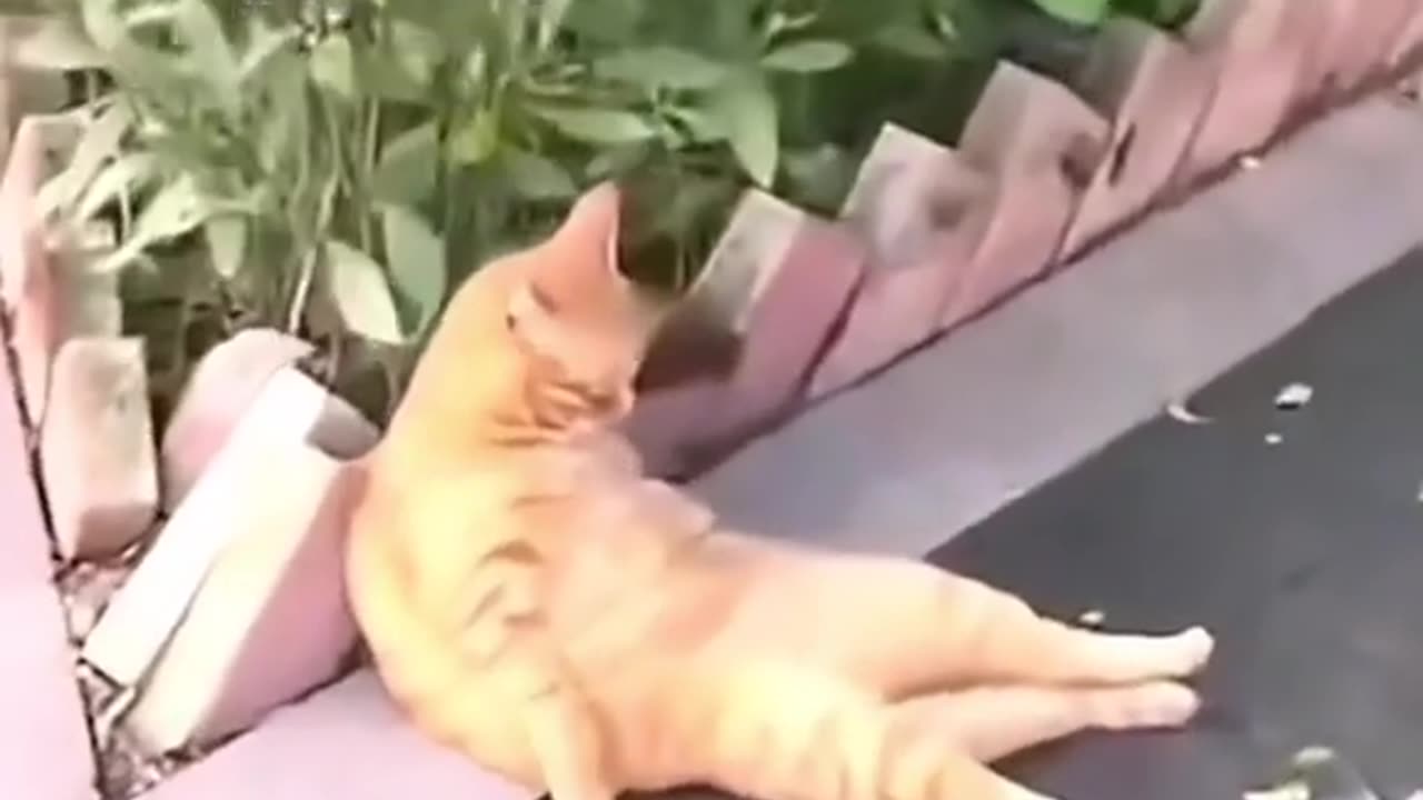 Funny Animal 2023-Funny Cats Videos