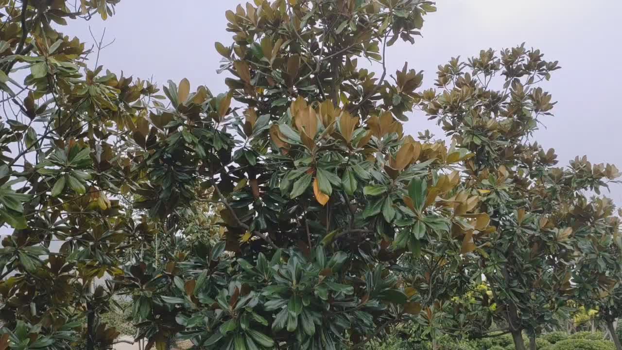 Guess what kind of tree this is?