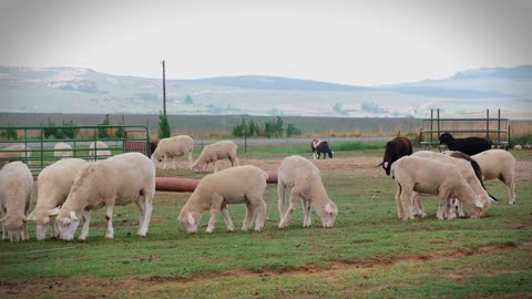 A Flock Of Sheep Eating Pasture Grass Inside A Farm Located By The Roadside