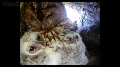 Tawny Owl Luna's Tragic Loss Has a Happy Ending🦉