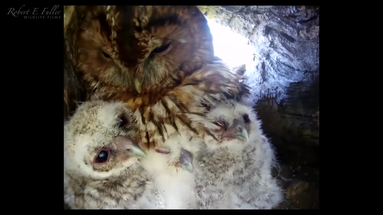 Tawny Owl Luna's Tragic Loss Has a Happy Ending🦉