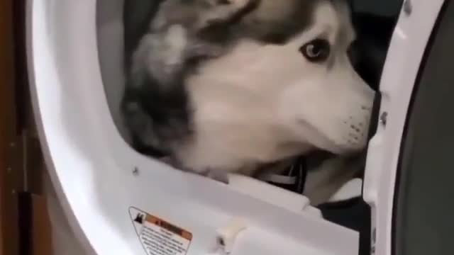 dog thinks the washing machine is his little house 😂