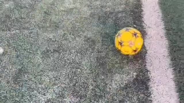 The dog plays football, shoots a goal, the ball gets stuck