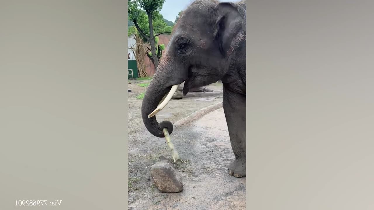 funny elephant