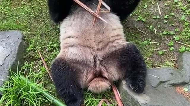 panda eats bamboo