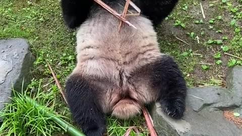 panda eats bamboo