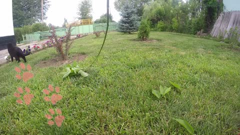 Cat trying to catch the little branch