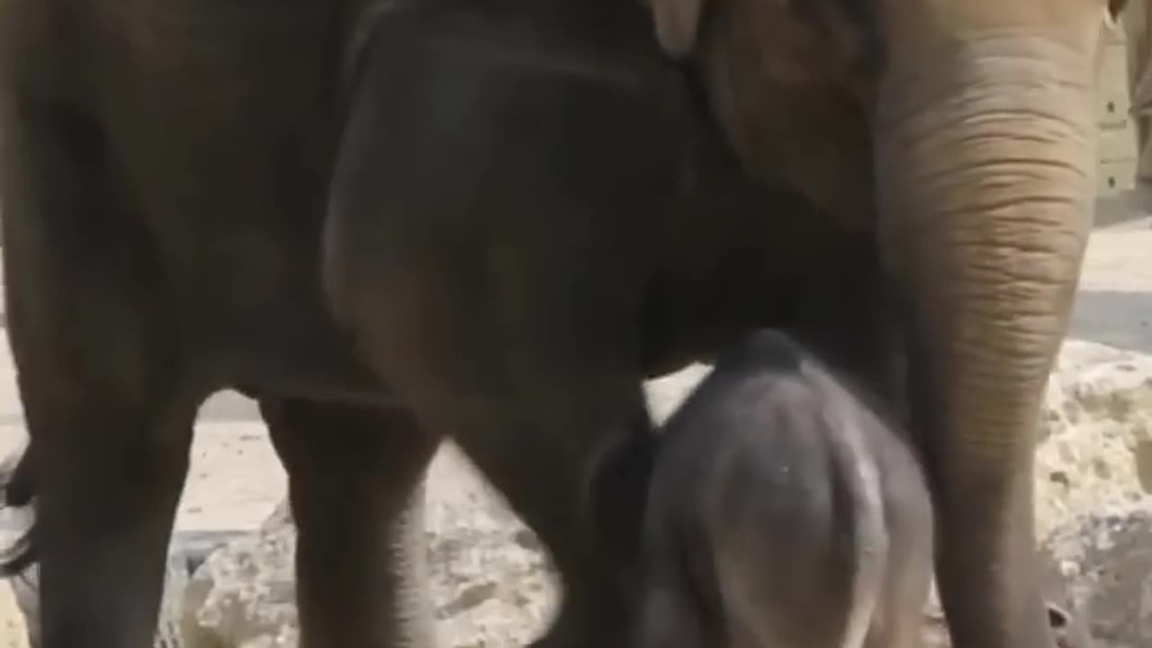 Elephant muthar angree