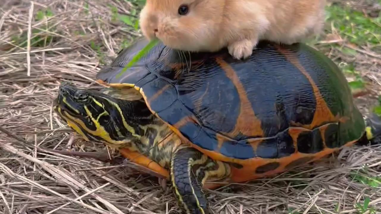 Animal Planet| Funny Rabbit 🐰🐇