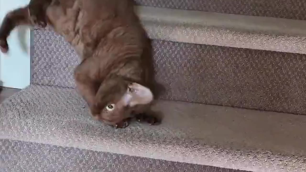 Clumsy cat