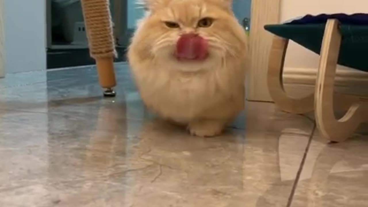 So Sweet Cat Sound