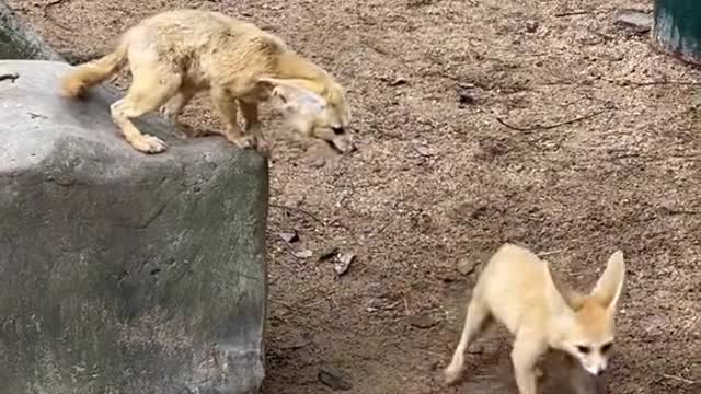 two foxes