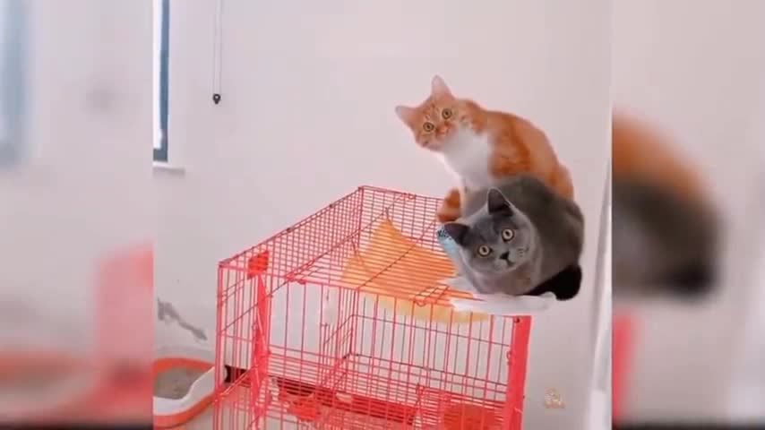 Two cats waiting/Cat masti. || Animals funny videos ||😁😁🔥🔥🤣🤣😂😂