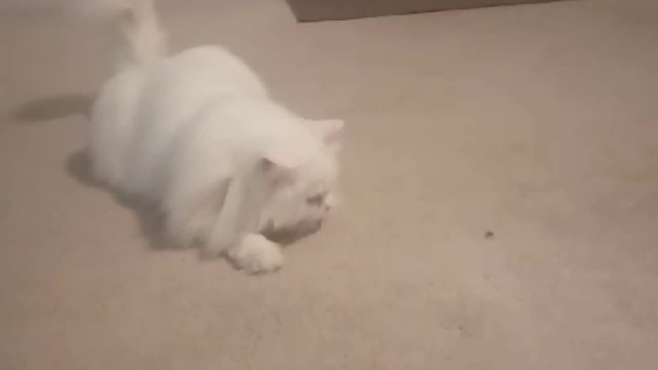 Cat VS Housefly. Fight Full of Fun