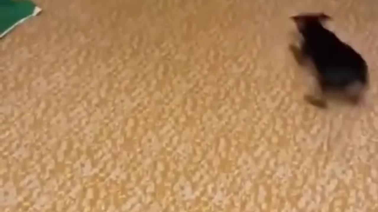 Funny video
