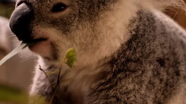 Cute Koala video - Wild animal's life - Adorable