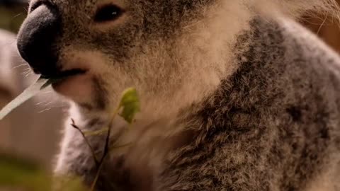 Cute Koala video - Wild animal's life - Adorable