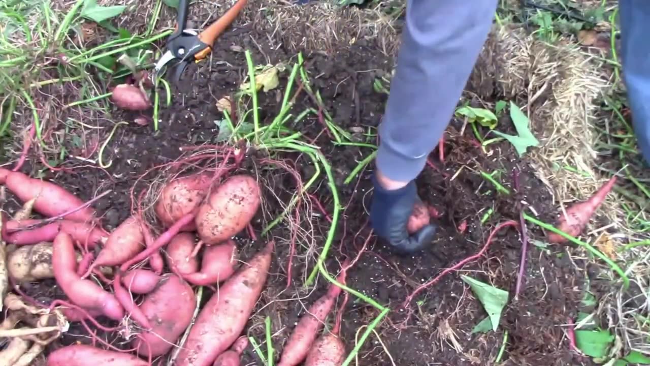 How To Grow Sweet Potatoes In Straw Bales - Step by Step