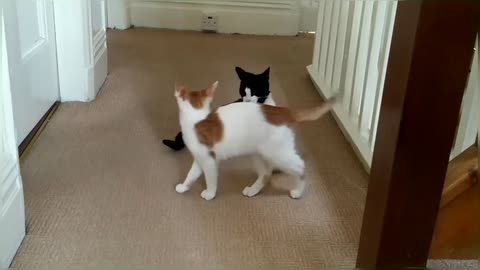 Funny ! Cat Fight