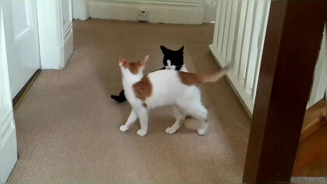 Funny ! Cat Fight
