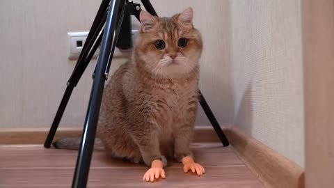 These little handles are the best for massaging Hosico's fluffy cheeks