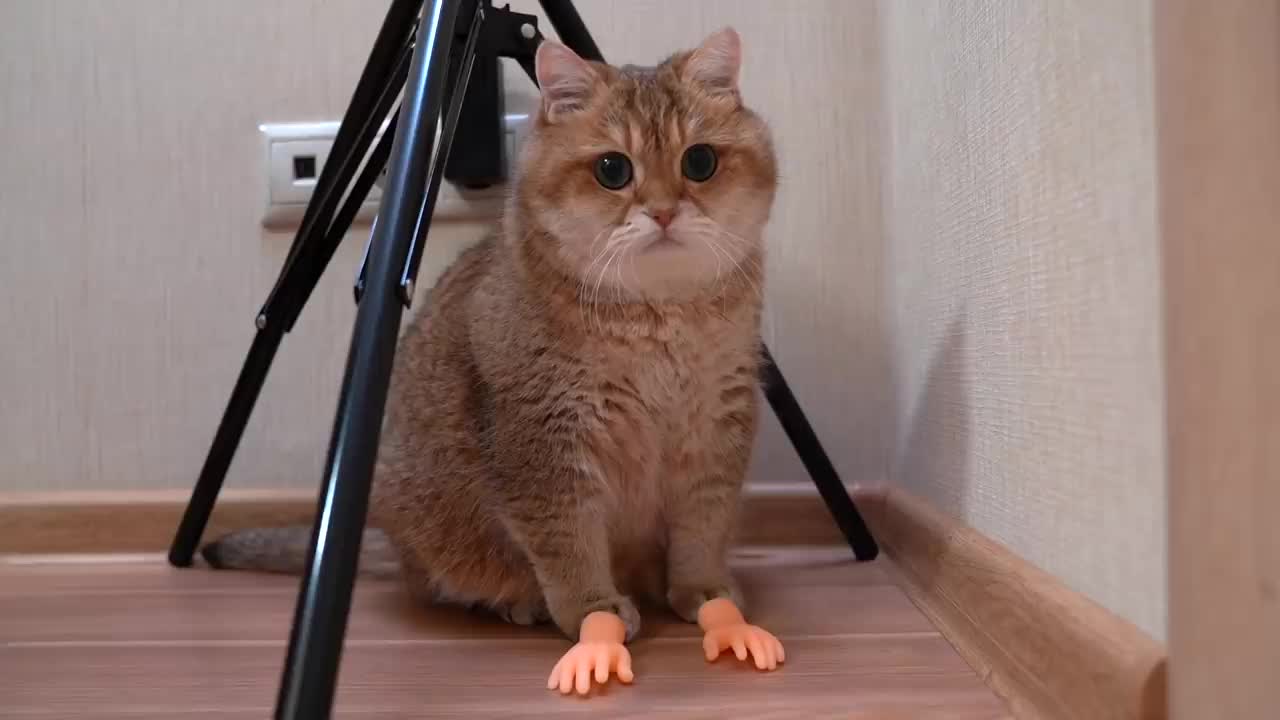 These little handles are the best for massaging Hosico's fluffy cheeks