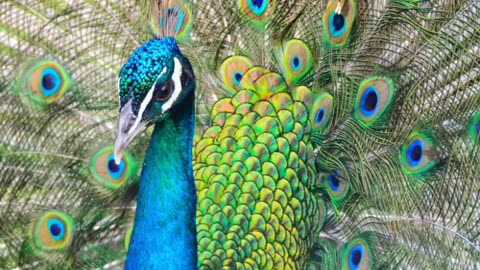 Beautiful peacock