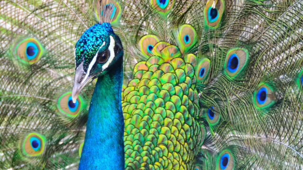 Beautiful peacock