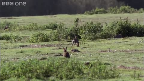 Stoat kills rabbit ten times its size - Life - BBC_Cut