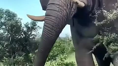 Favorite elephant