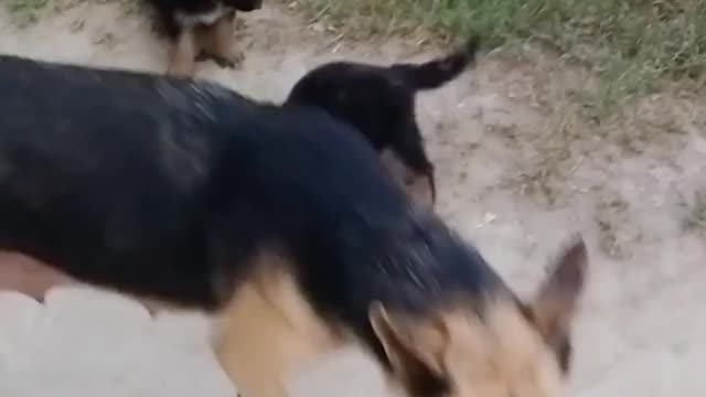 German Shepherd PUPPIES 8 weeks and DAD Play