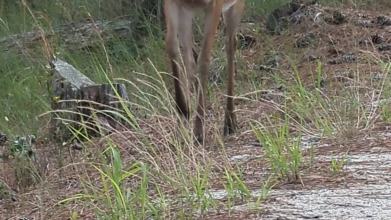 Doe Has Unexpected Surprise for Human. Wait for it!