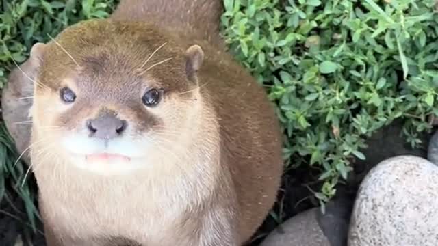 When the otters want to talk...