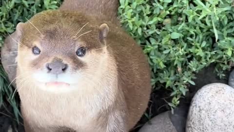 When the otters want to talk...