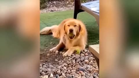 Funniest Cats And Dogs Videos 😁 - Best Funny Animal Videos