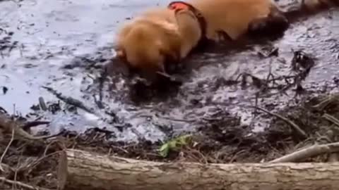 Funny collection of dogs (2)