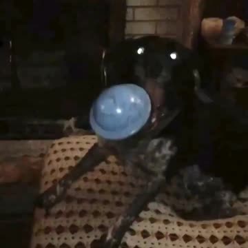 Dog catches UFO