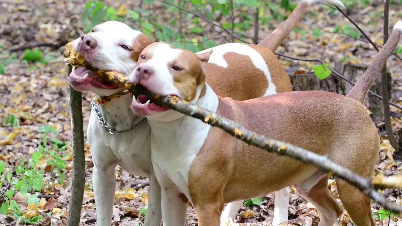 dogs playing in the forest