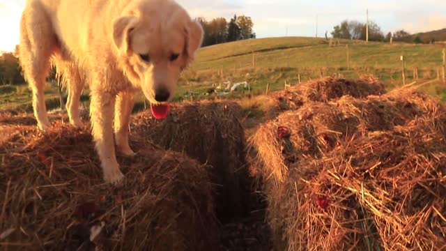 Perros saltando fardos se divierten como locos