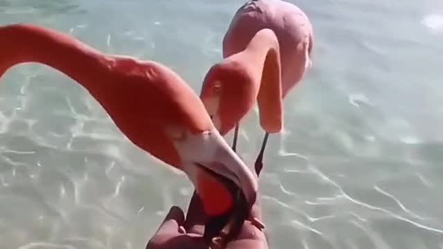 The flamingo