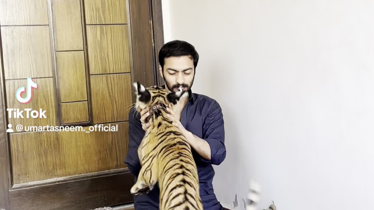 Tiger ❤️