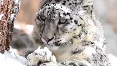 exclusive snow leopard during the snow fall..🐾