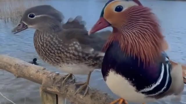 DIFFERENT SPECIES OF DUCKS