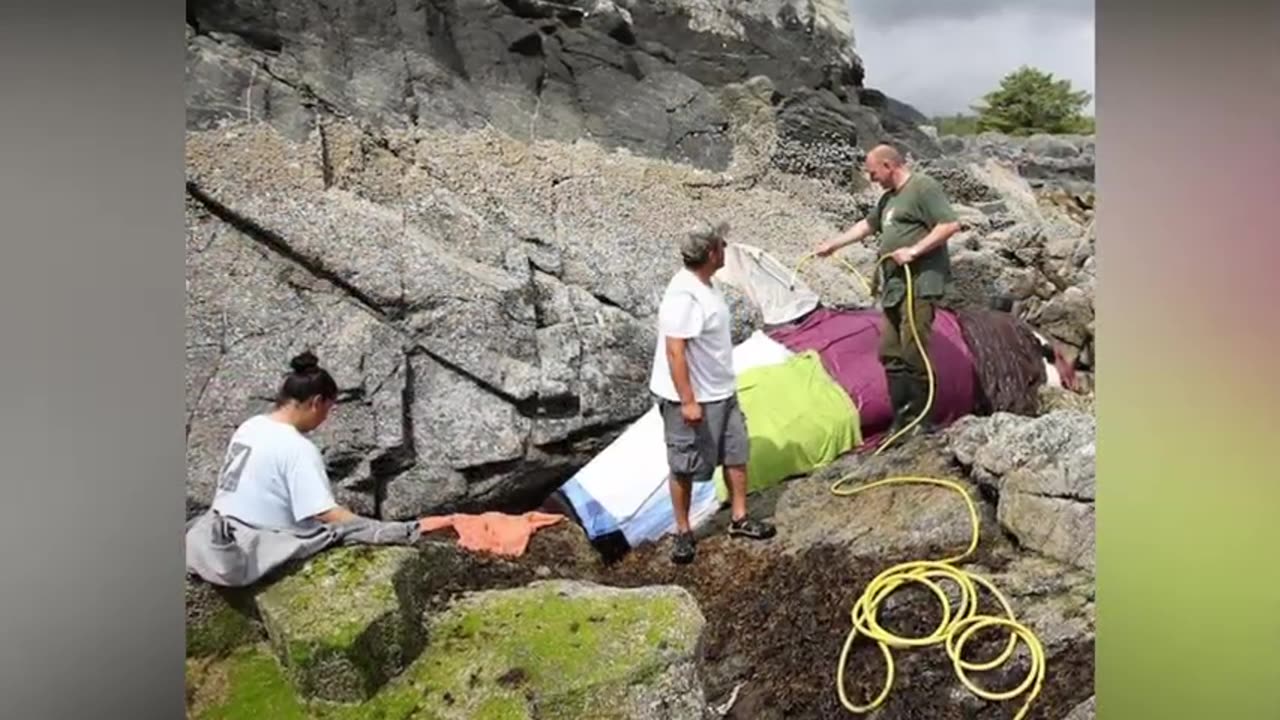 Rescuing a Stranded Orca