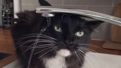 Funny Cat | Cat drinks like an Idiot